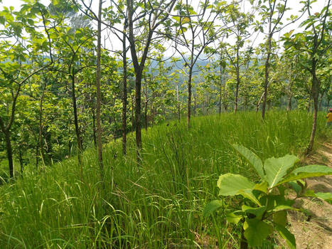 Green Teak Forest