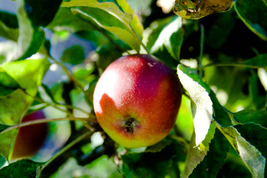 An apple in the sun