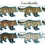 Civet adoptables