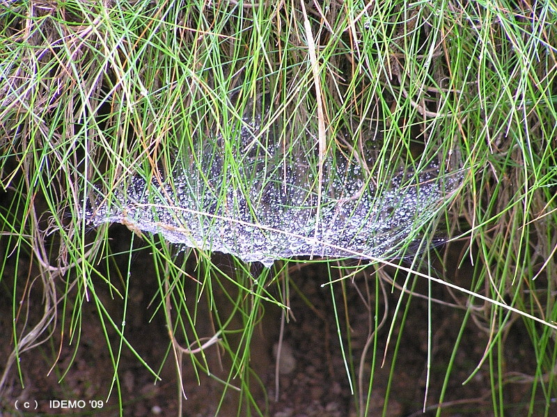 Spider's net