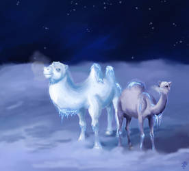 Snow camels