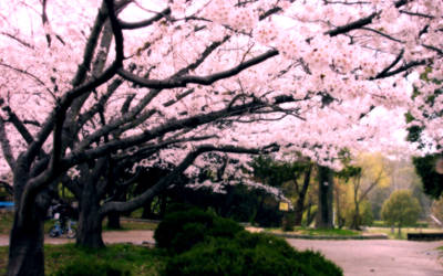 Cherry Blossoms