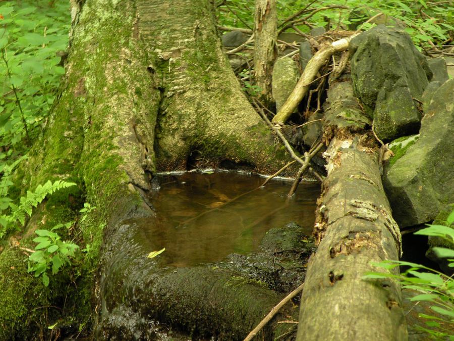 Water in the roots