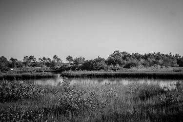 Florida Scenery