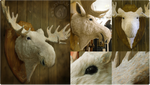 Winter Moose by Nymla
