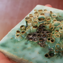 Ceramic Results