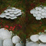 Fungi Palette 2