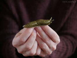 The friendly slug invasion