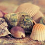 Shells in December