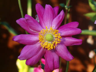 japanese anenome