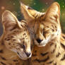 Cuddly Servals