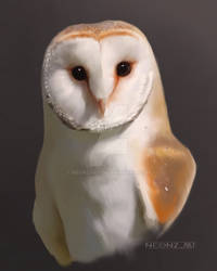 Barn owl 