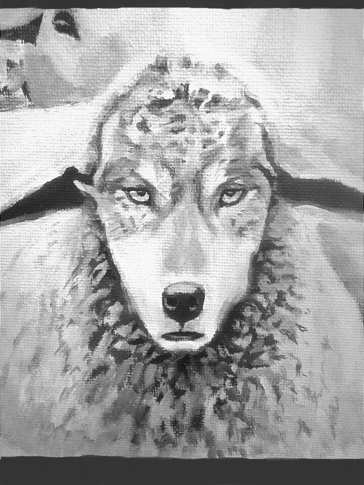 Beware Of Wolves In Sheeps Clothing Beware Of Wolves In Sheeps Clothing