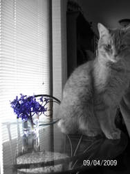 Of Cats and Hyacinths 1