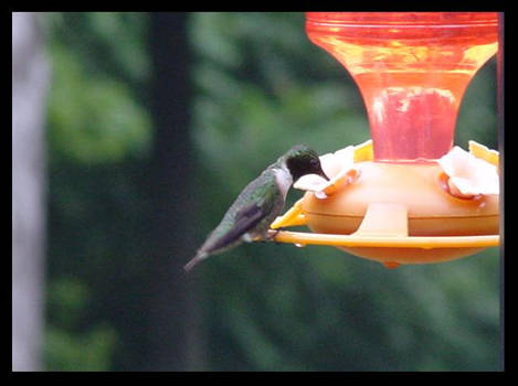 :. Hummingbird - Thirsty?