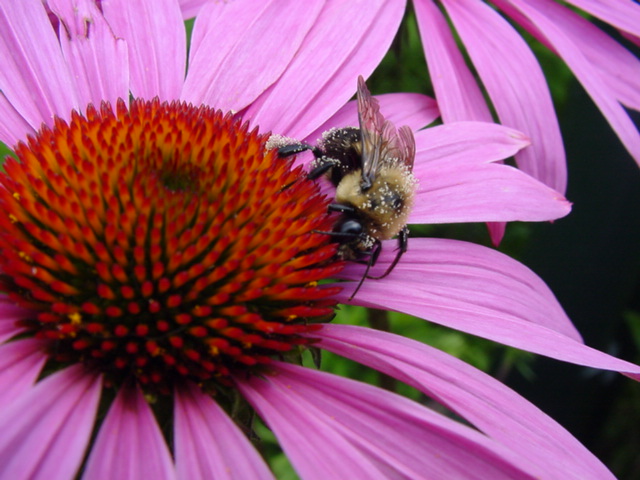 : Through the Eye of a Bee