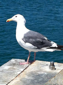 Seagull