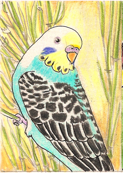 ATC Babcock Budgie