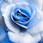 Blue Rose by InnoCYNt