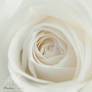 White Rose