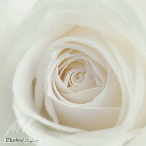 White Rose