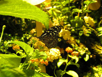 Spotted Butterfly Between the Leaves