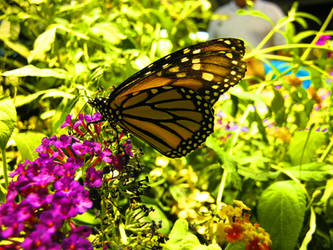 Monarch Butterfly on Pink Flowers