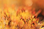 Flamboyance 4 by Douce-Amertume