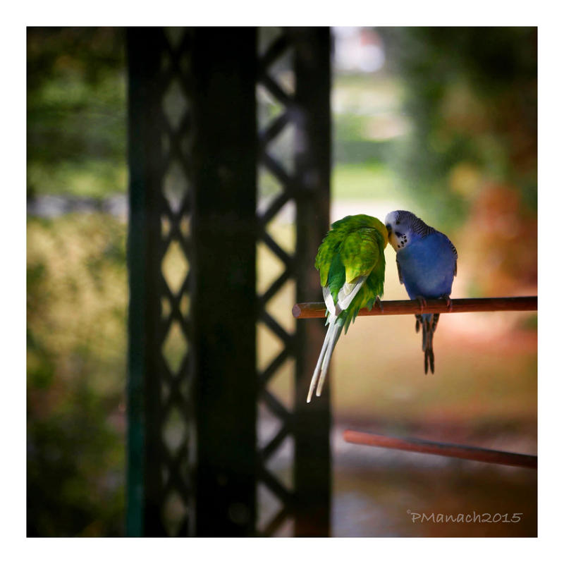 L'amour en cage...