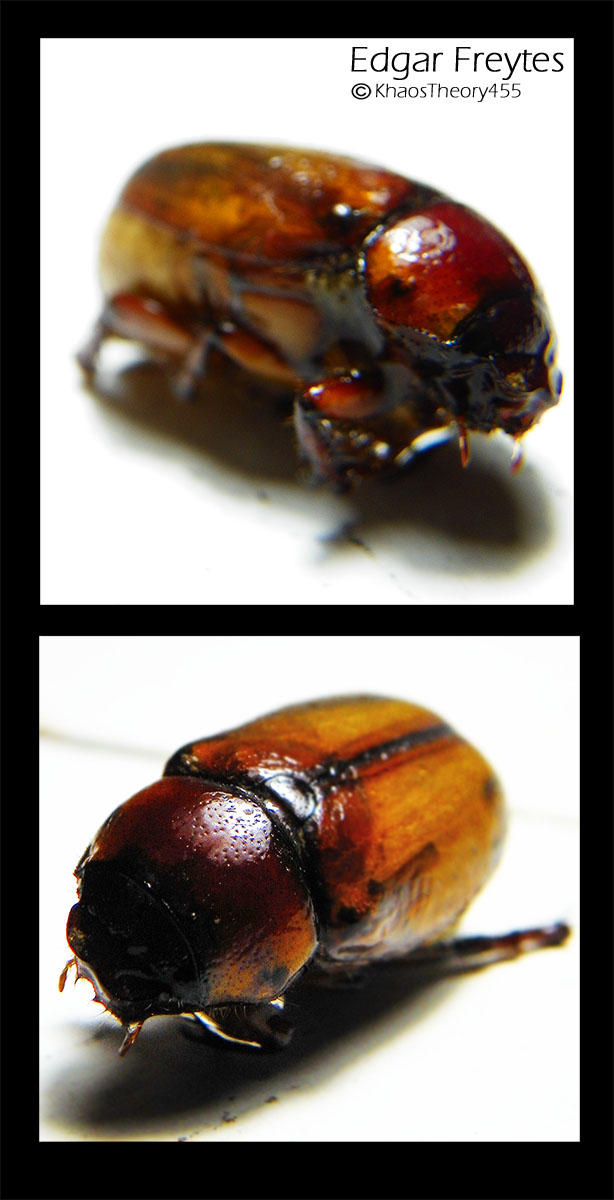 Caculo Insect Caculo Distinguishly by KhaosTheory455 on DeviantArt