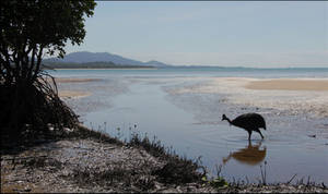 Cassowary