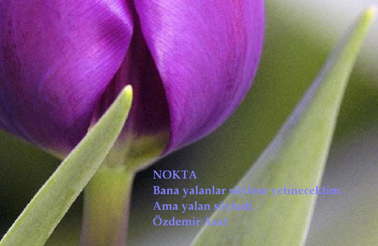 Nokta