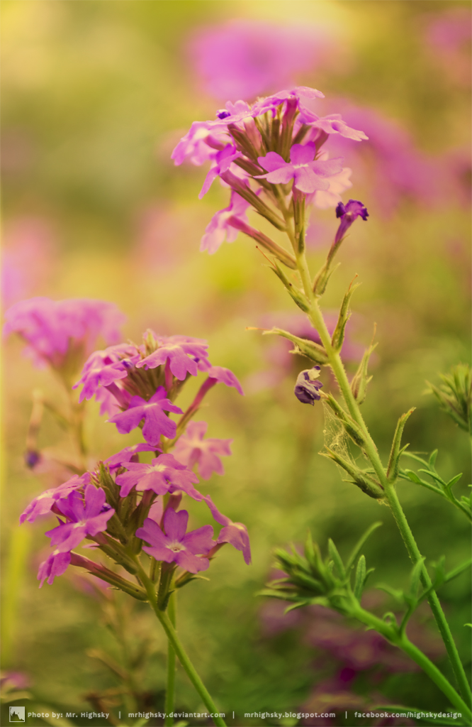 An Evening with Flowers