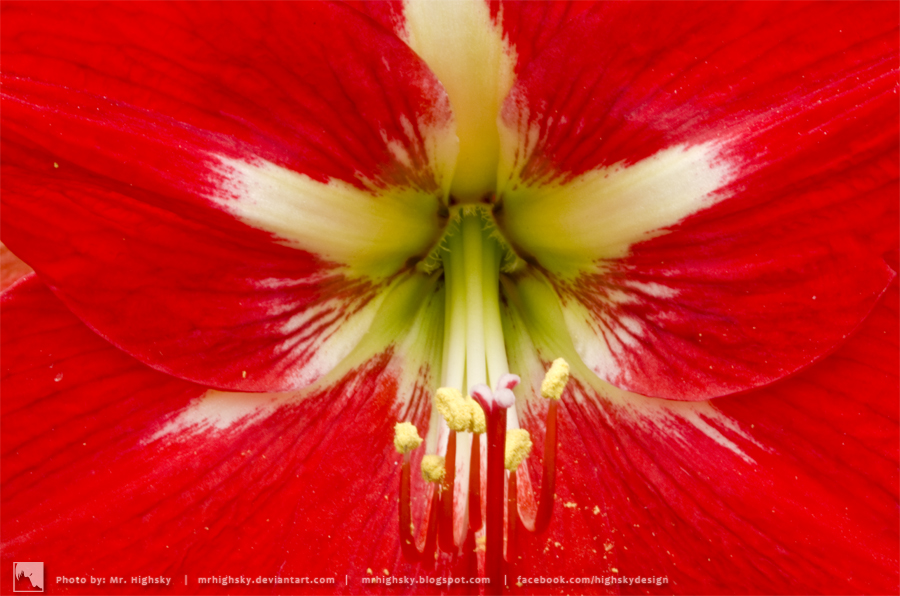 A big red flower