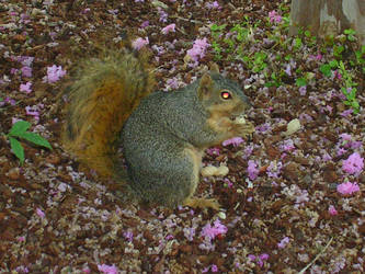 squirrel 04