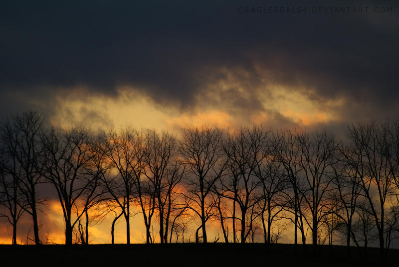 Winter Skies