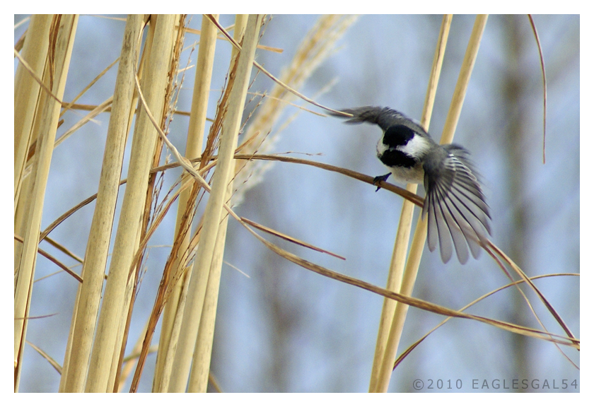 Chickadee Swoosh