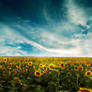 Sunflowers Land