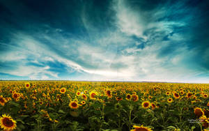 Sunflowers Land
