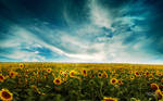 Sunflowers Land