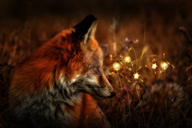 Fox Light