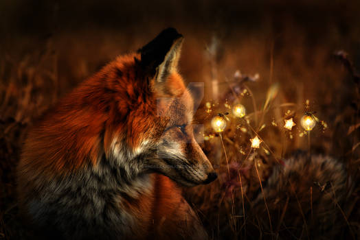 Fox Light