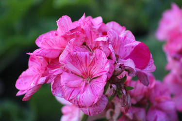 Flower Crown Pink