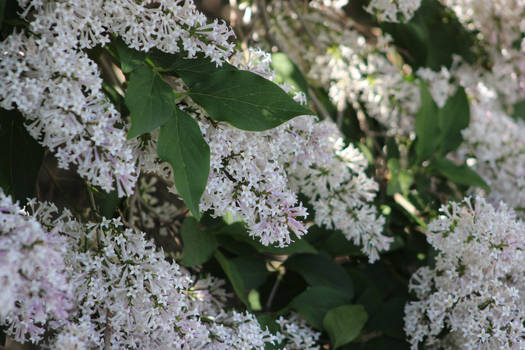 White Lilac