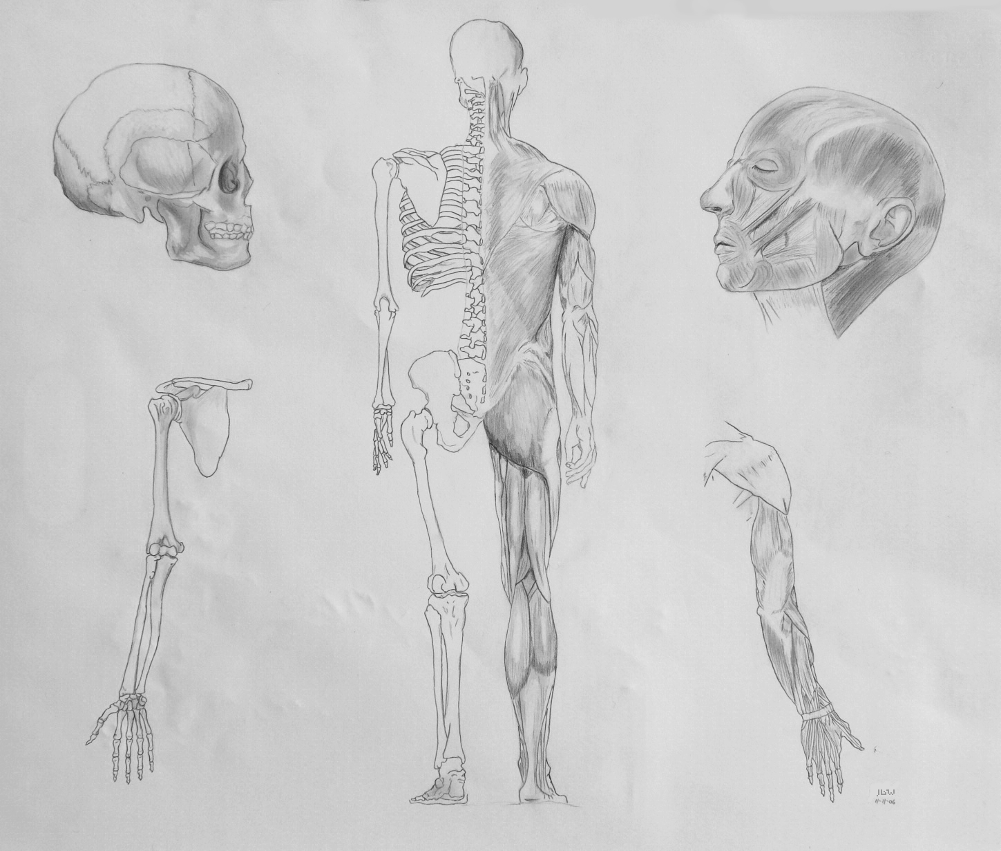 Anatomy Study 1