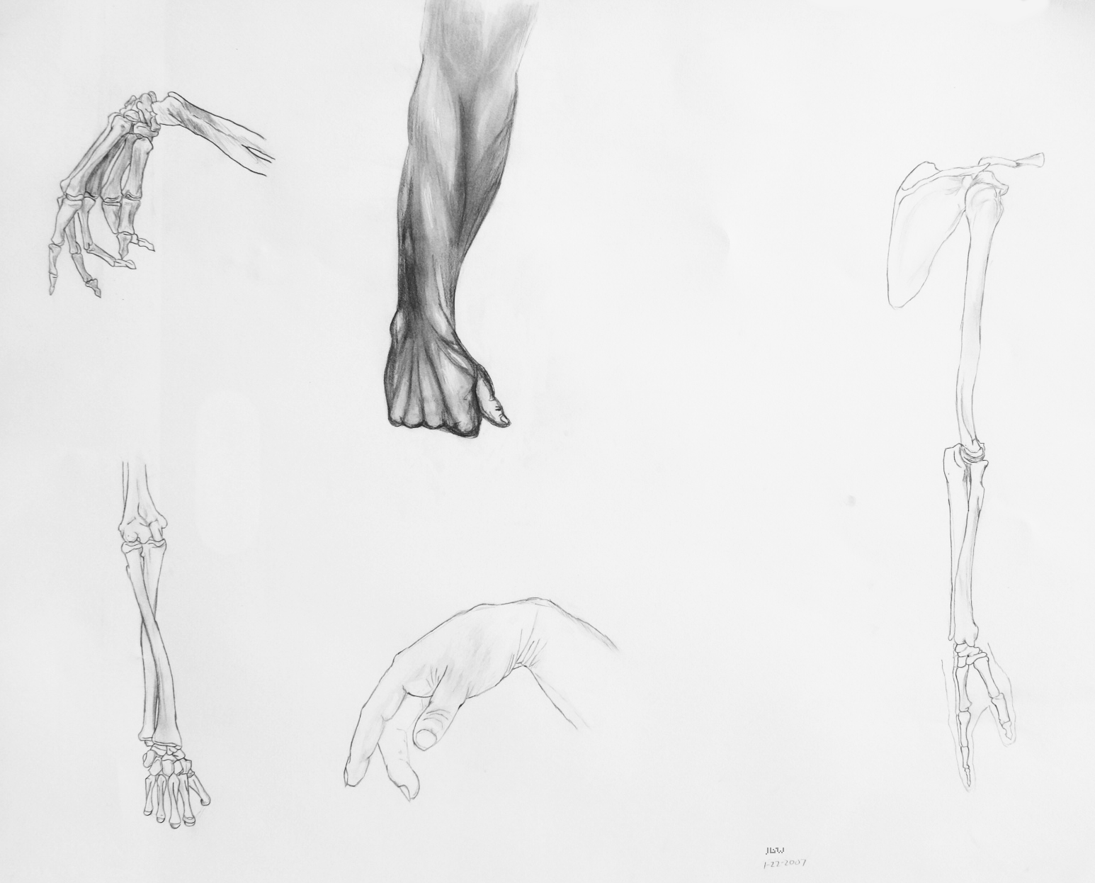 Anatomy Study 2