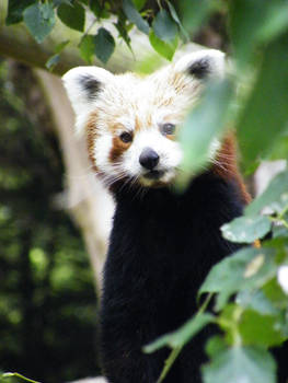 Red Panda