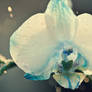 Orchid Water Drop