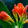 Red Flower and The Drops