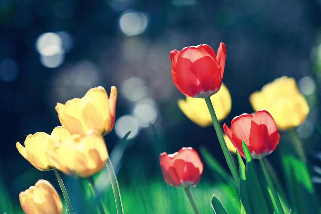 Red and Yellow Tulips